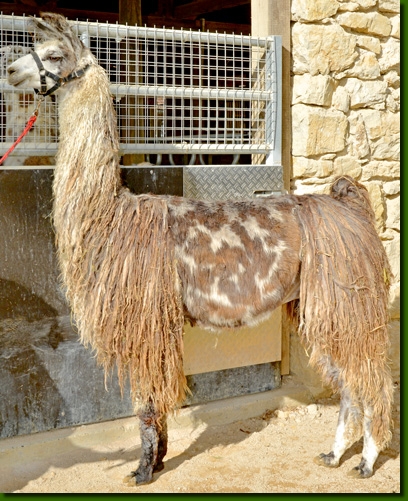 LamahengstCalimero01