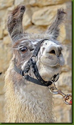 LamahengstCalimeroP01