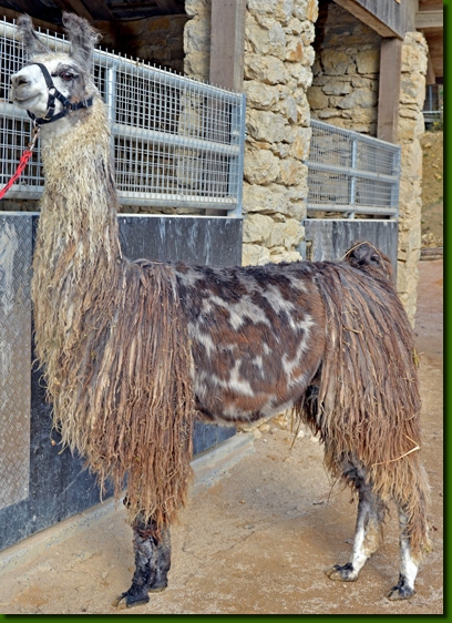 LamahengstCalimero02