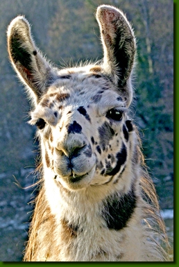 LamahengsteBongitoP4