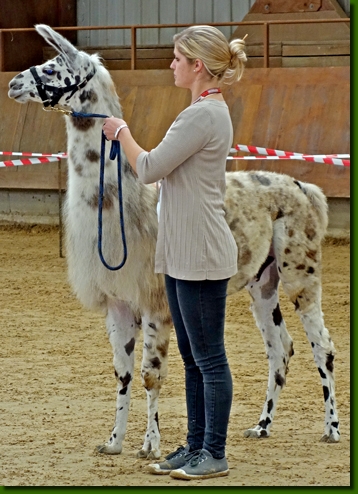 LamahengsteBongito01