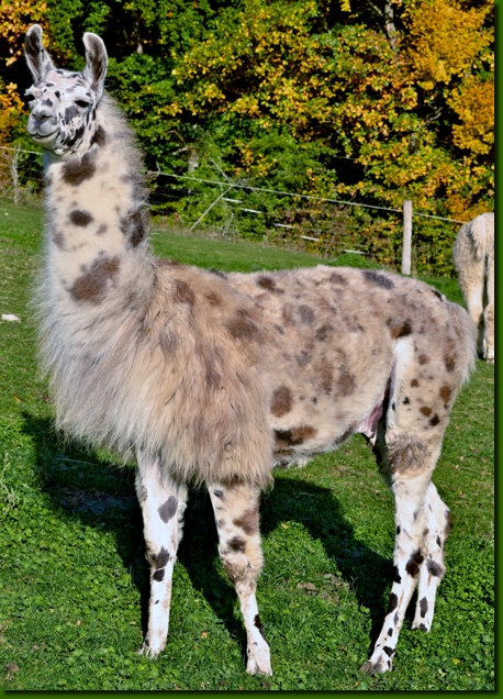 LamahengsteBongito02