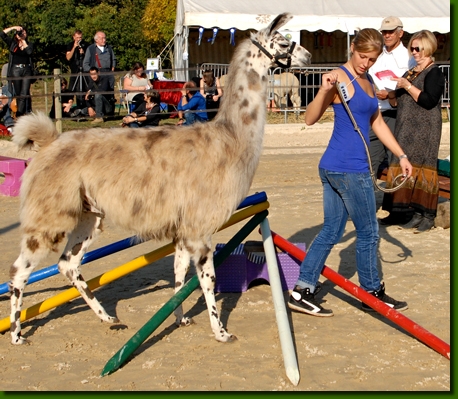 LamahengsteBongito05