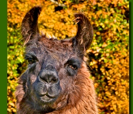 LamahengsteCasanova03