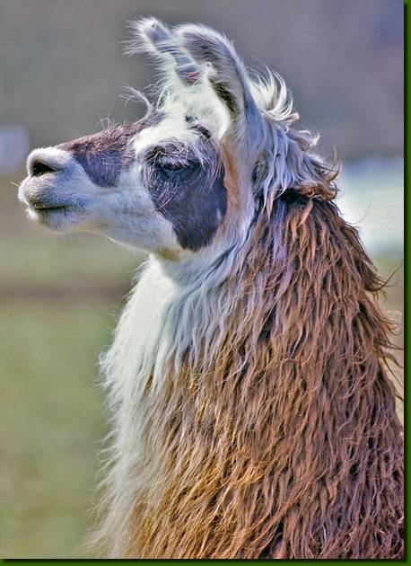 LamahengsteFandango01