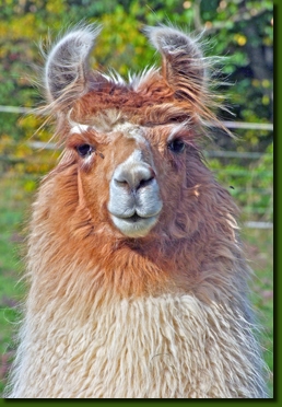 LamahengsteGeronimo07