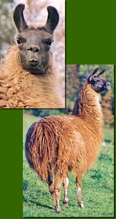 LamahengsteTarapaco01