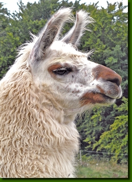 LamahengsteTiwanaku03