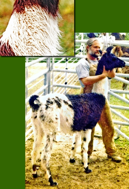 LamastutenChacaya01a