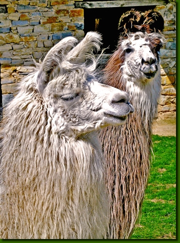 LamastutenDaraSandamer