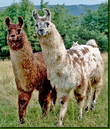 LamastutenDoloresYamuna