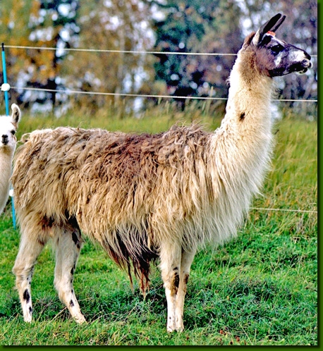 LamastutenDulcinea01