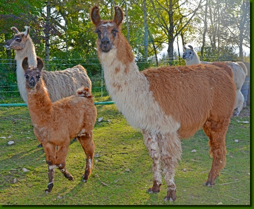 LamaStutenFrederika01