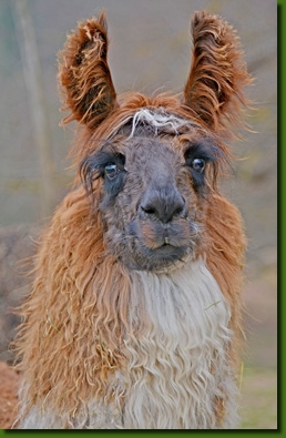 LamaStutenFrederikaP01