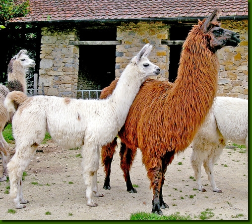 LamastutenManuelaMarimba