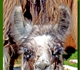 LamastutenPandava00g