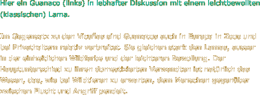 Hier ein Guanaco (links) in