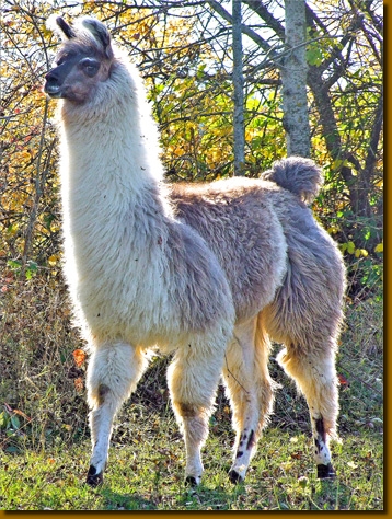 LamasWooly001