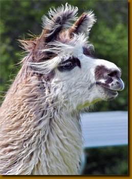 LamasWooly007