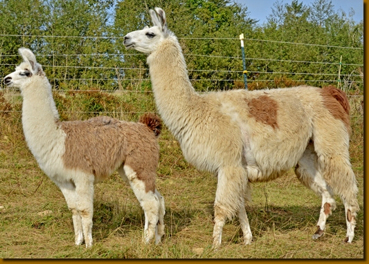 LamahengstBeltranM01