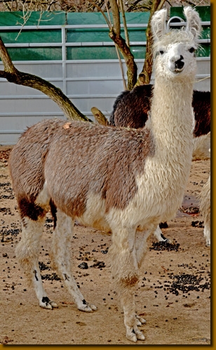 LamahengsteBeltran06