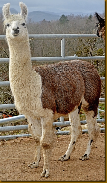 LamahengsteBeltran01