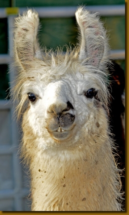 LamahengsteBeltranP01