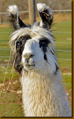 LamahengsteFelipeP01