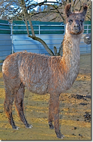 LamahengsteManfredo1