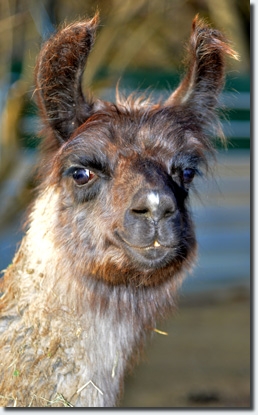 LamahengsteManfredoP1