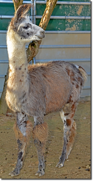 LamahengsteRodrigo01