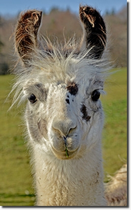 LamahengsteRodrigoP01