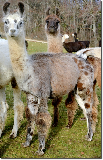 LamahengsteRodrigo02