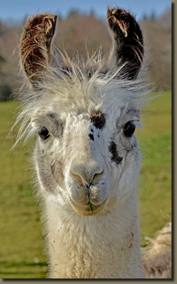 LamahengsteRodrigoP1