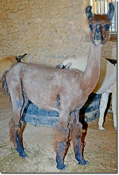 LamaHengstManfredo04